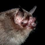 Pteronotus quadridens