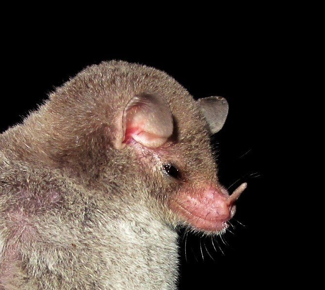 Monophyllus redmani