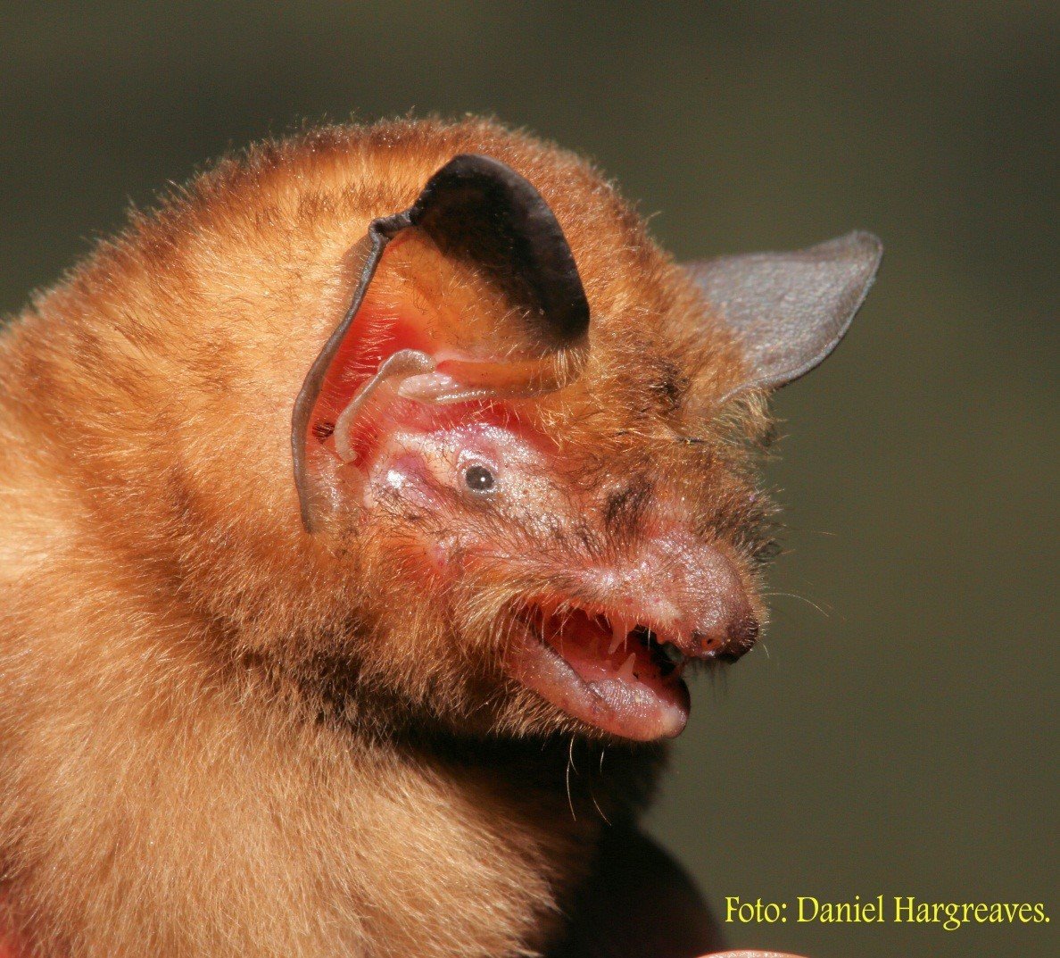 Nyctiellus lepidus