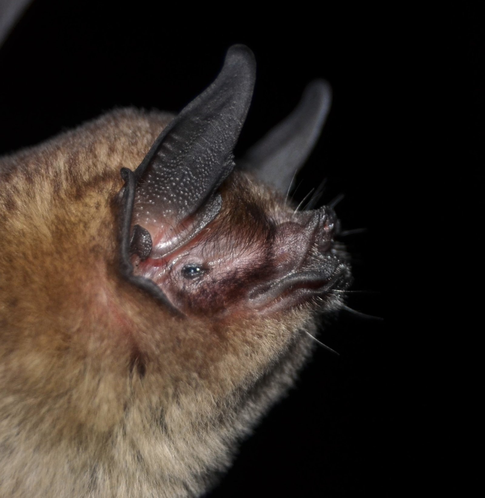 Pteronotus quadridens