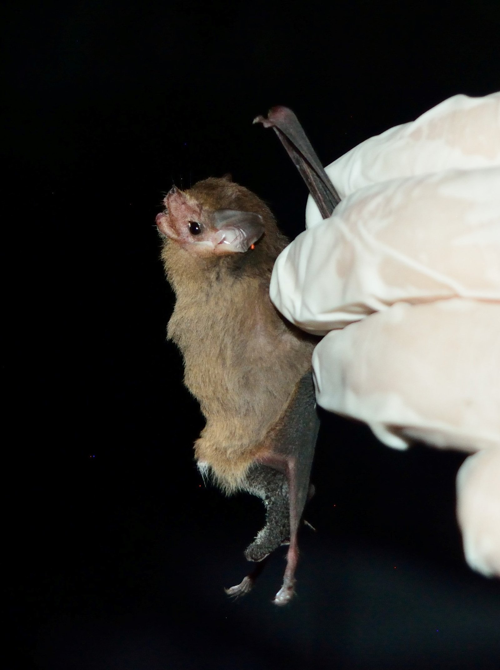 Pteronotus portoricensis