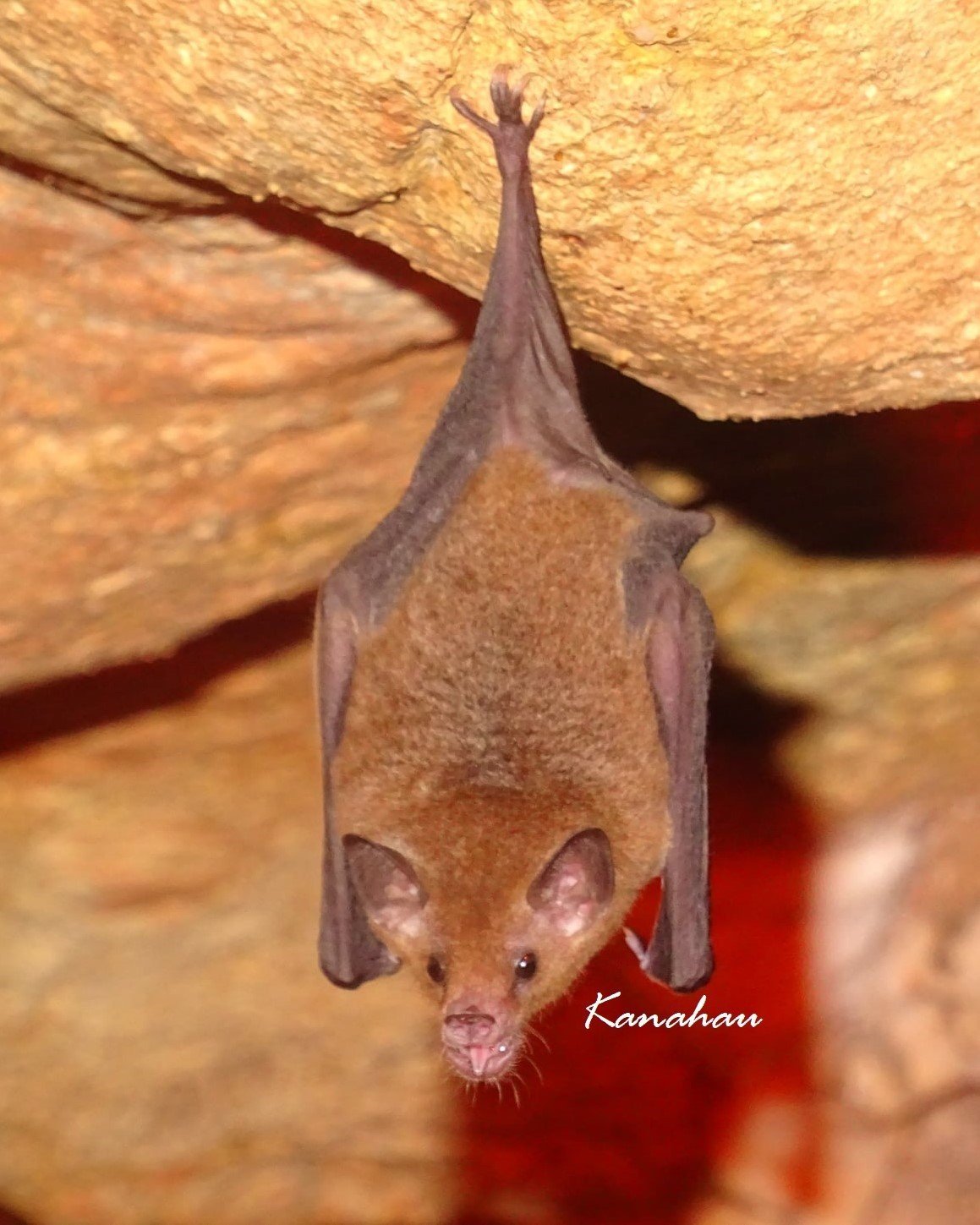 Gmutica