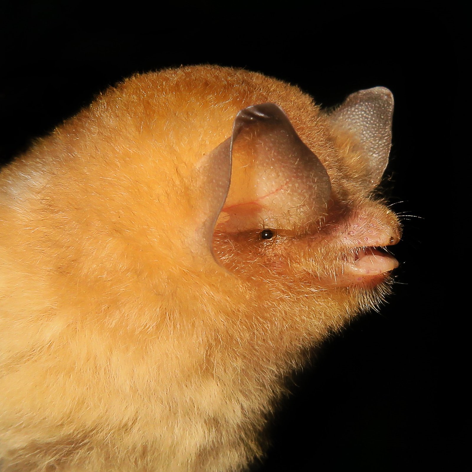 Natalus major