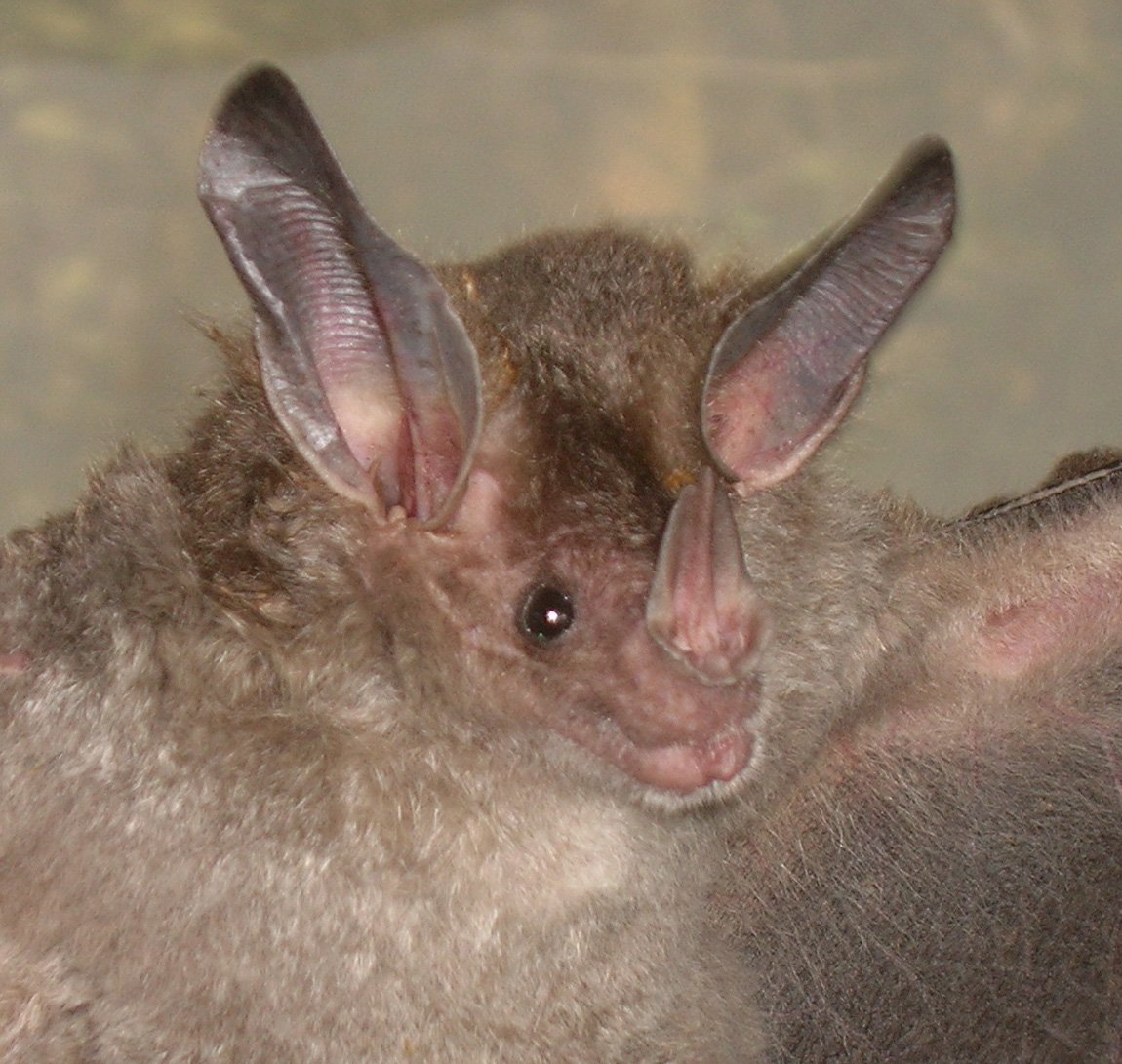 Chrotopterus auritus