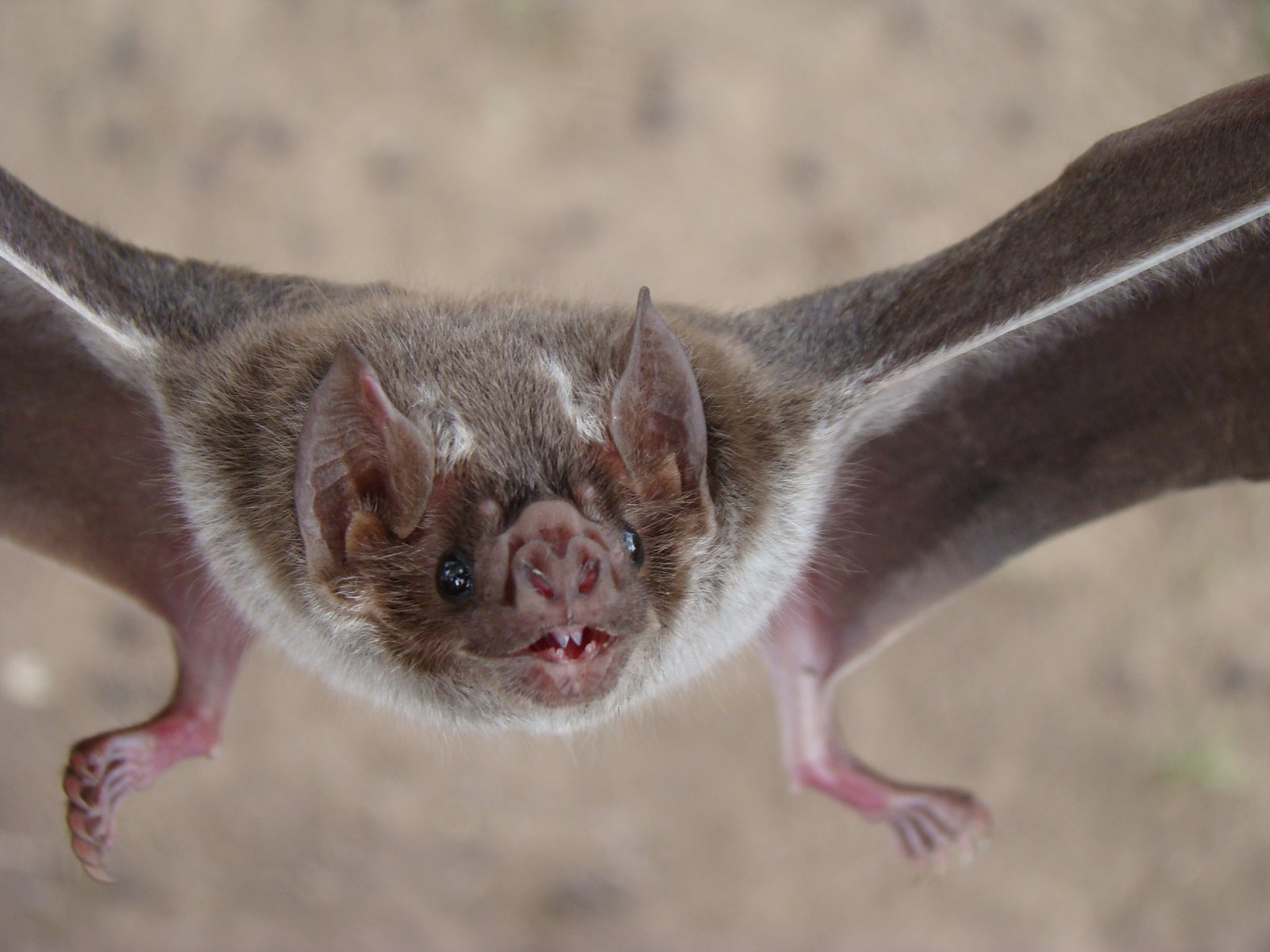A AR 023 Campo SanJuan Myotis ruber Luz Olmedo