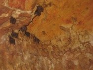 Aspectos do interior da caverna com grupo de carollia perspicillata