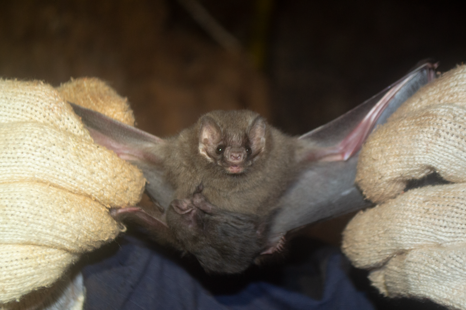 A BR 007 FLONA Carajás Diphylla ecaudata