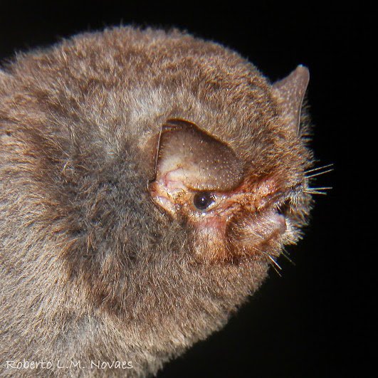 A BR 007 FLONA Carajás Furipterus horrens