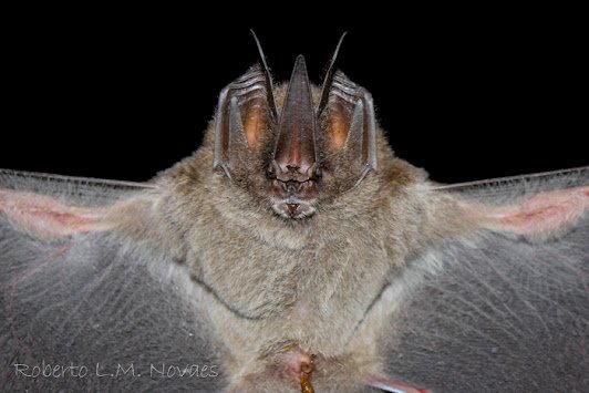 A BR 007 FLONA Carajás Lonchorhina aurita