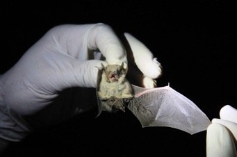 Myotis atacamensis