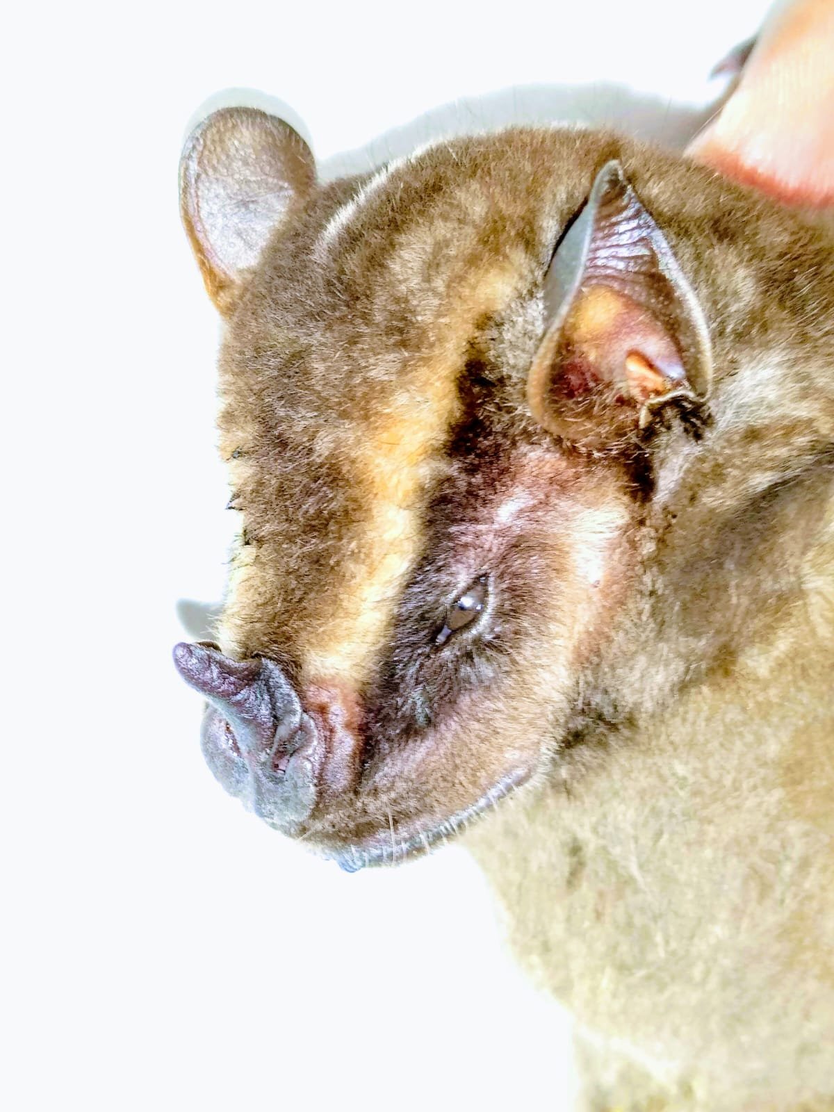 Platyrrhinus ismaeli H.Ramírez Chaves A CO 008