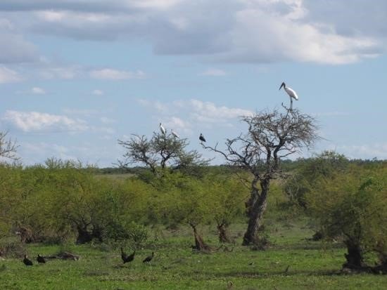 Monte marginal Río Uruguay Dpto.  Artigas