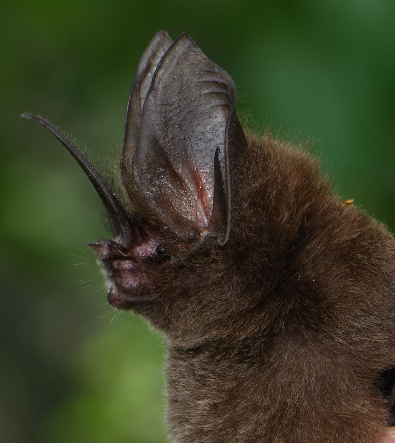 Lonchorina aurita 2 DT