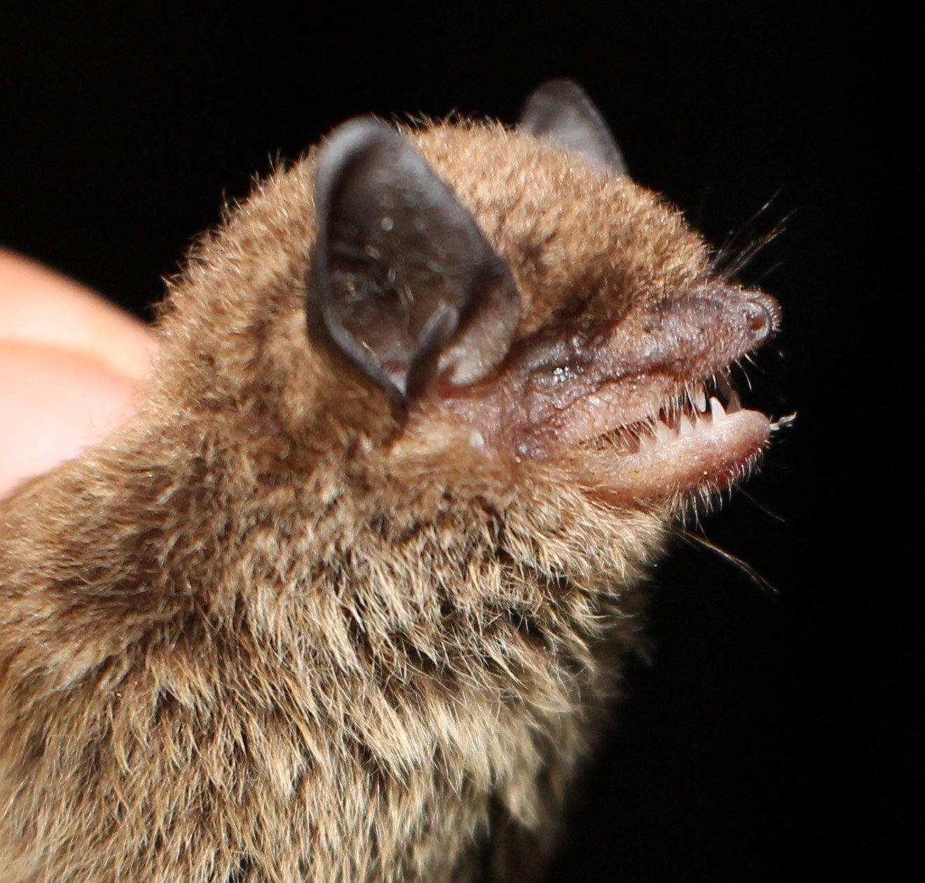 Neoeptesicus innoxius JS