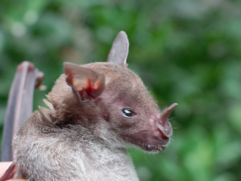 Phyllostomus discolor 2 JS