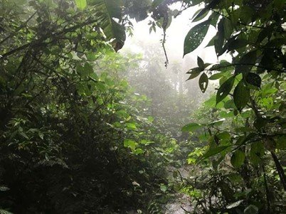 Bosque húmedo secundario observado desde uno de los puntos más bajos del bosque protectorjpg