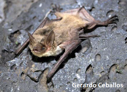 Myotis vivesi