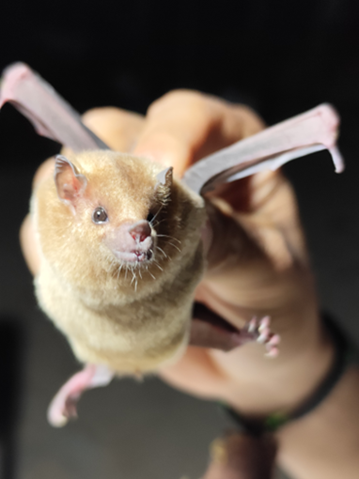 A MX 031 Leptonycteris yerbabuenae