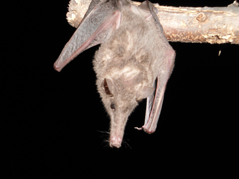 Platyrrhinus ismaeli H.Ramírez Chaves A CO 008