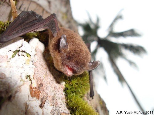 Myotis nigricans carteri