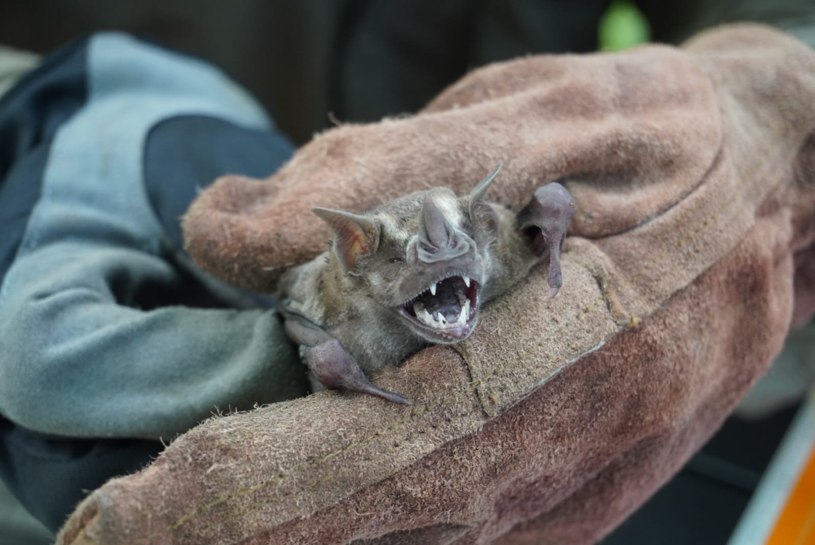 A.lituratus S MX 016 SUMUC