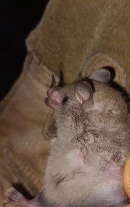 Glossophaga mutica S MX 016 SUMUC