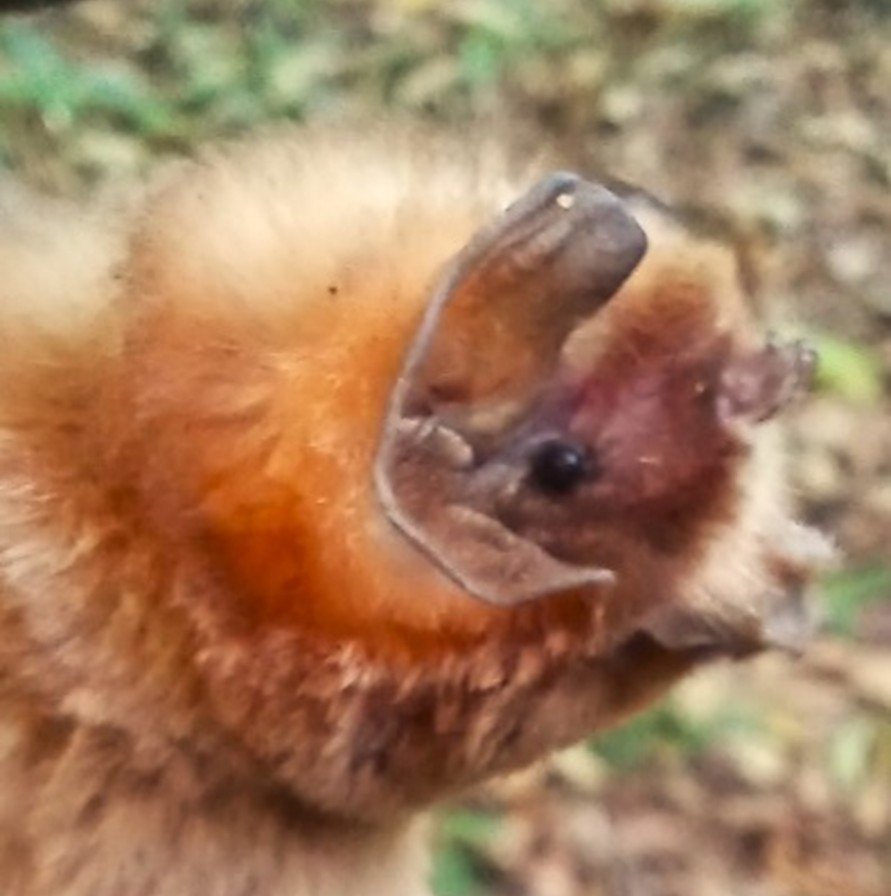 Mormoops megalophylla S MX 016 SUMUC