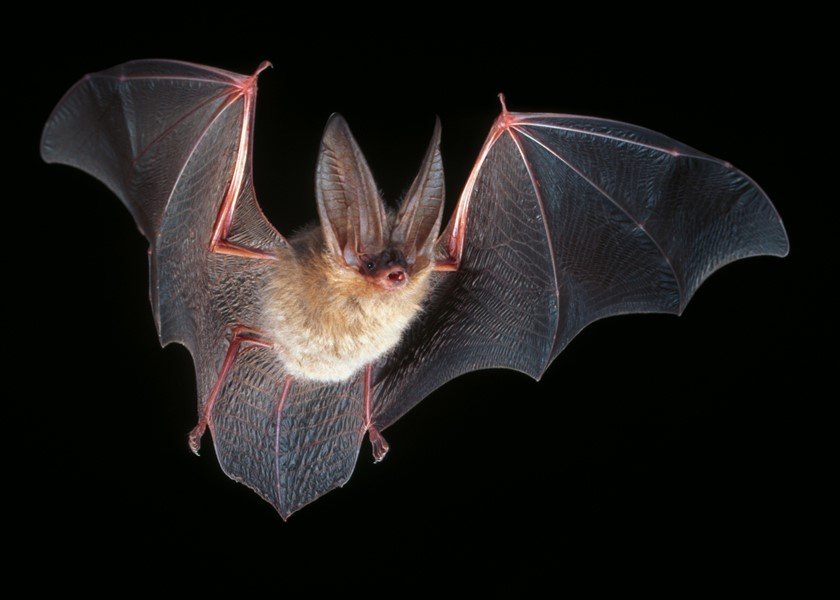 S MX 009 Todos Santos Corynorhinus townsendii