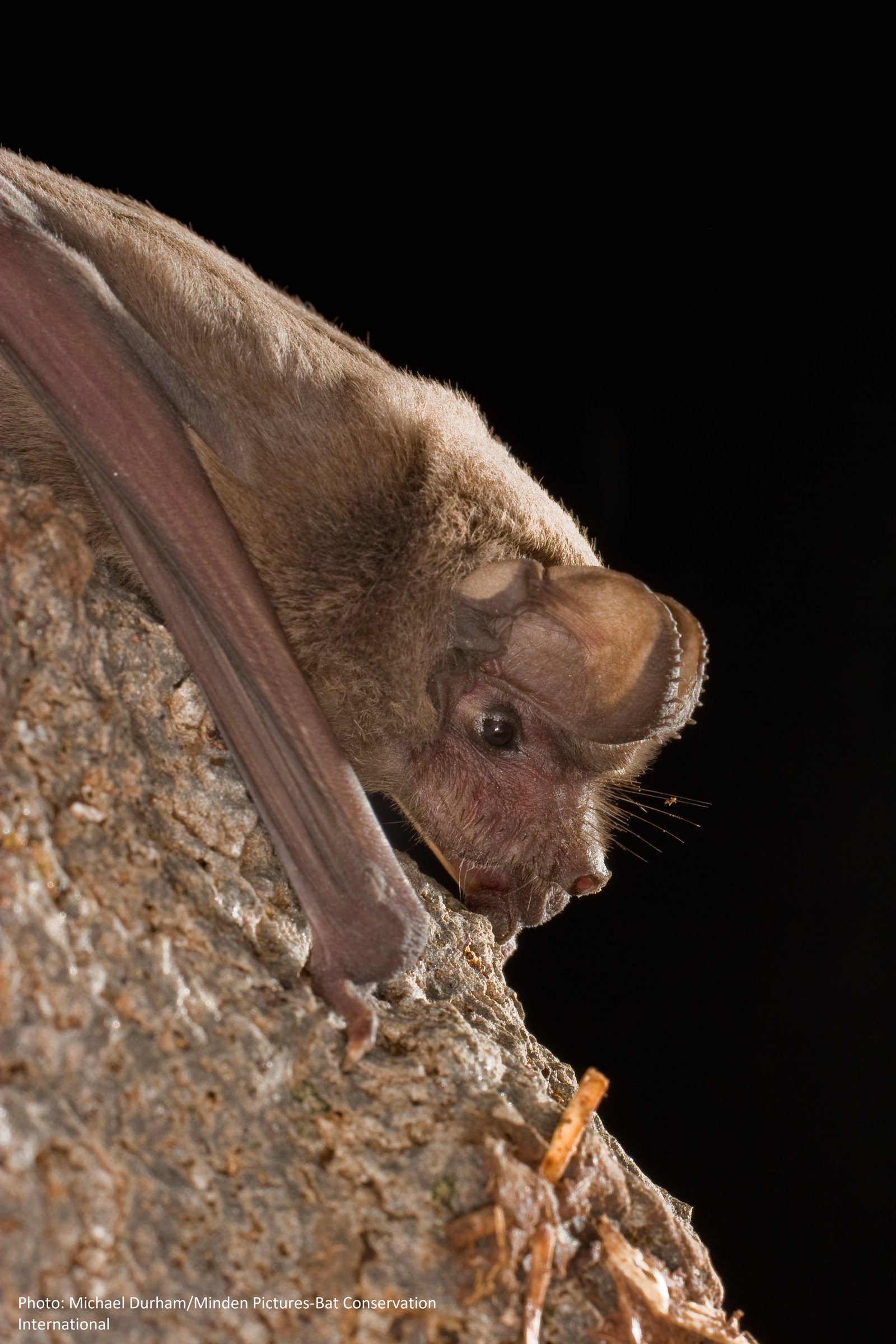 Zotoltepec Tadarida brasiliensis Michael Durham