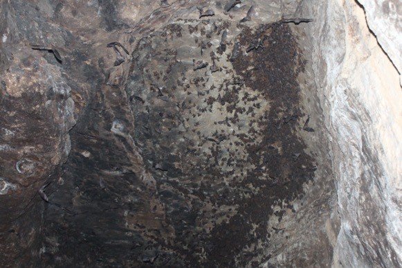 Comunidad de murciélagos en la cueva EL Copante Cacique Limpiera 2