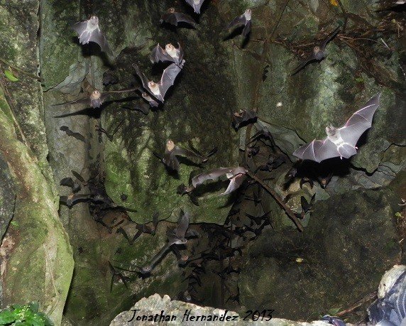 Moormópidos saliendo de la cueva de Hato Viejo