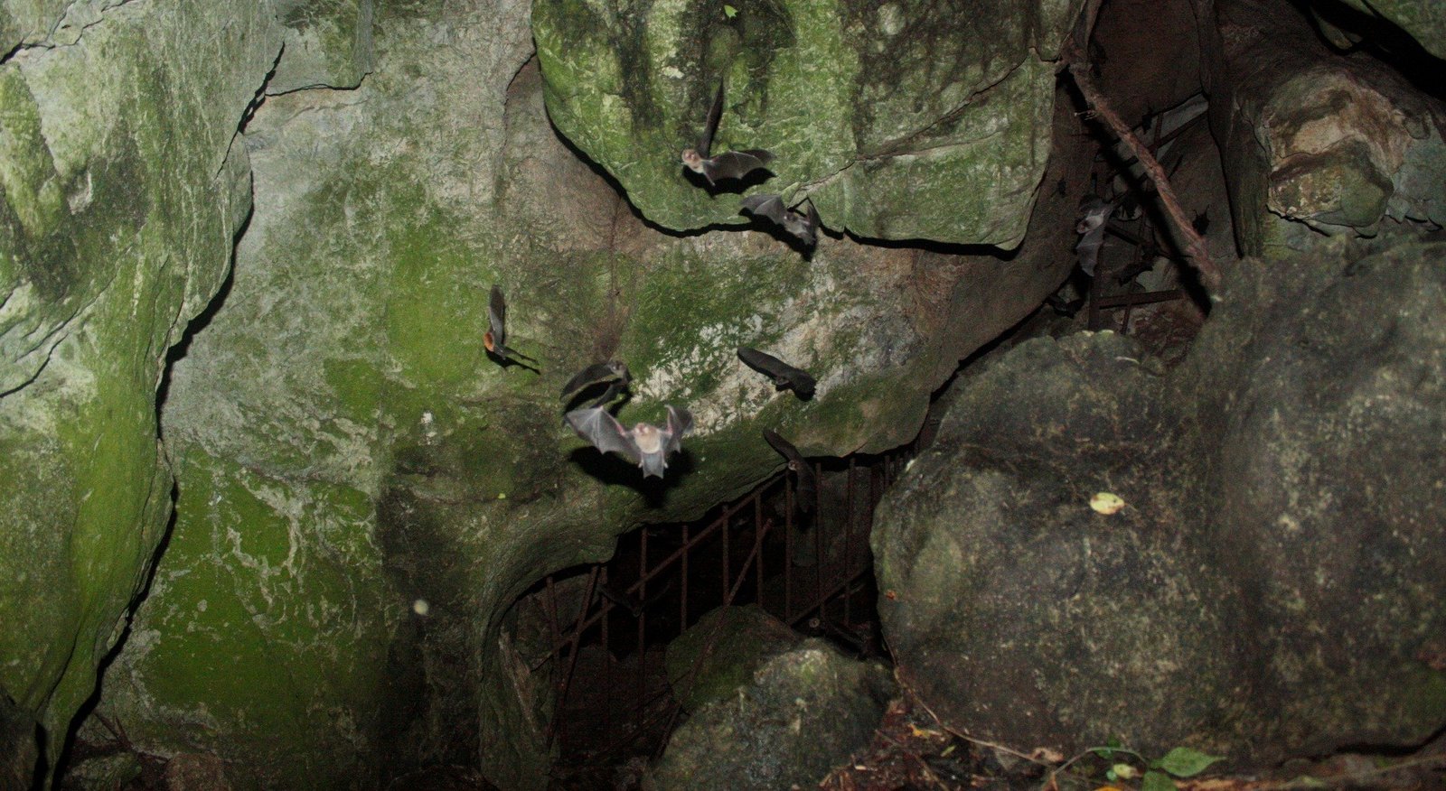 Moormópidos volando dentro de la Cueva de Hato Viejo