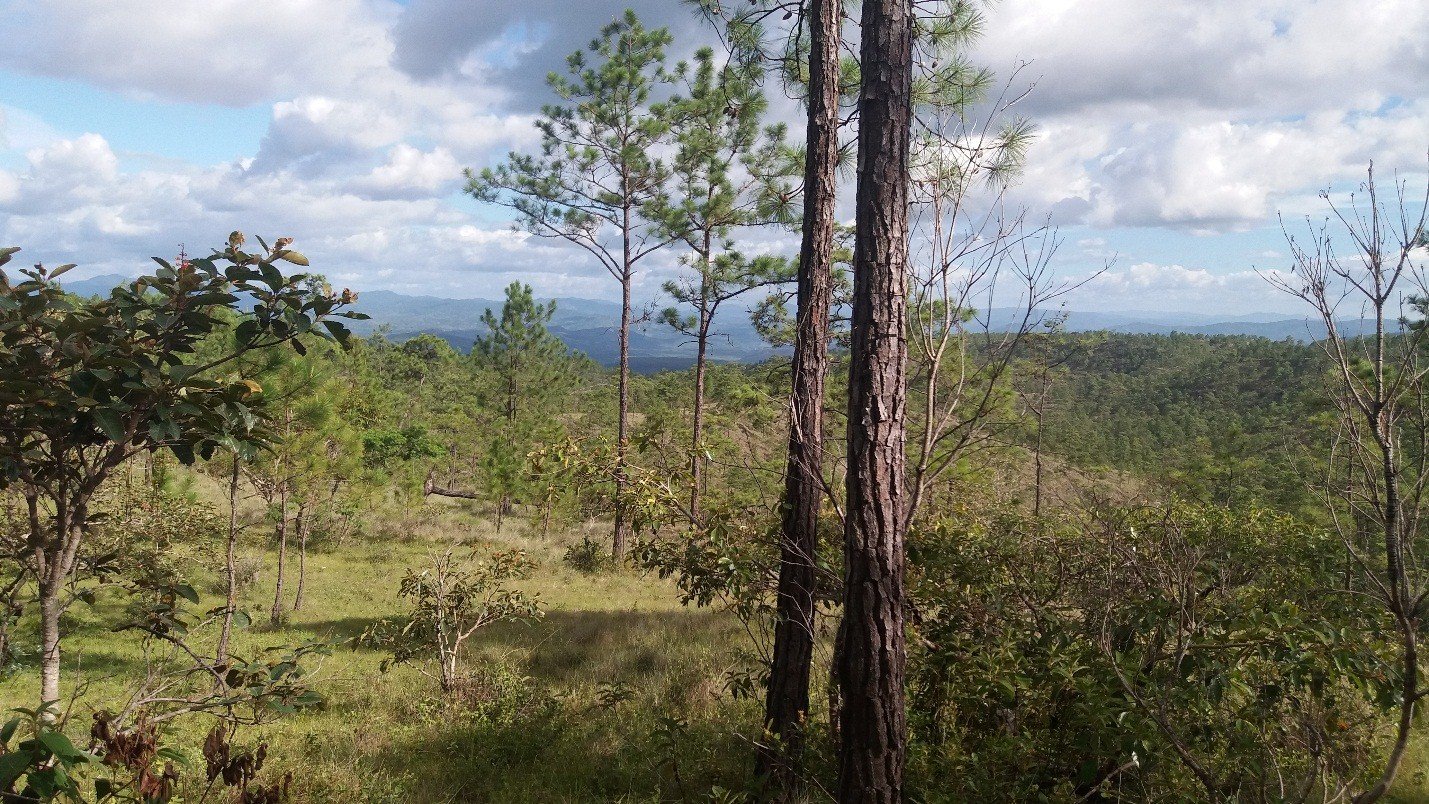 Vista del bosque de pino del municipio de Yuscarán La Unión