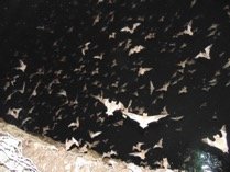 A Revoada dos morcegos N. laticaudatus